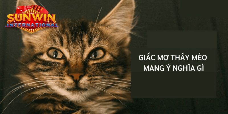 Mơ thấy mèo có phải việc may mắn để đánh lô đề không